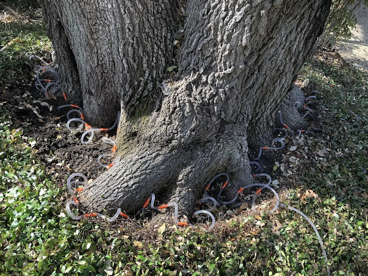 Detailed Tree Cabling and Bracing job site in Elkview